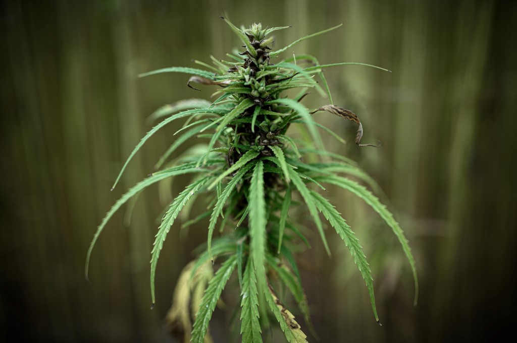 Fast 780 kg Cannabis von Zollbeamten zwischen Spanien und Frankreich abgefangen