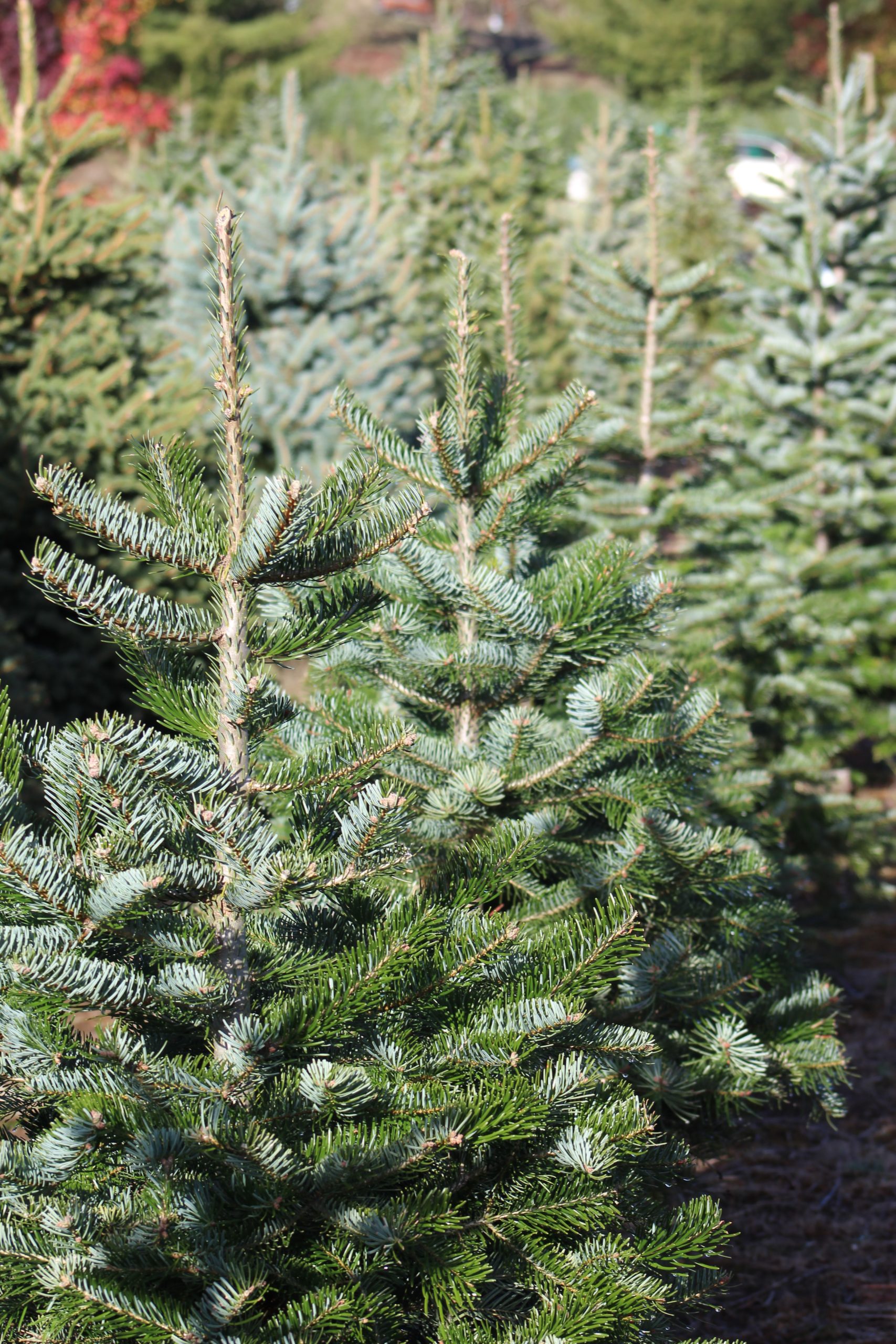 Weihnachtsbäume sollen trotz des Lockdowns verkauft werden dürfen