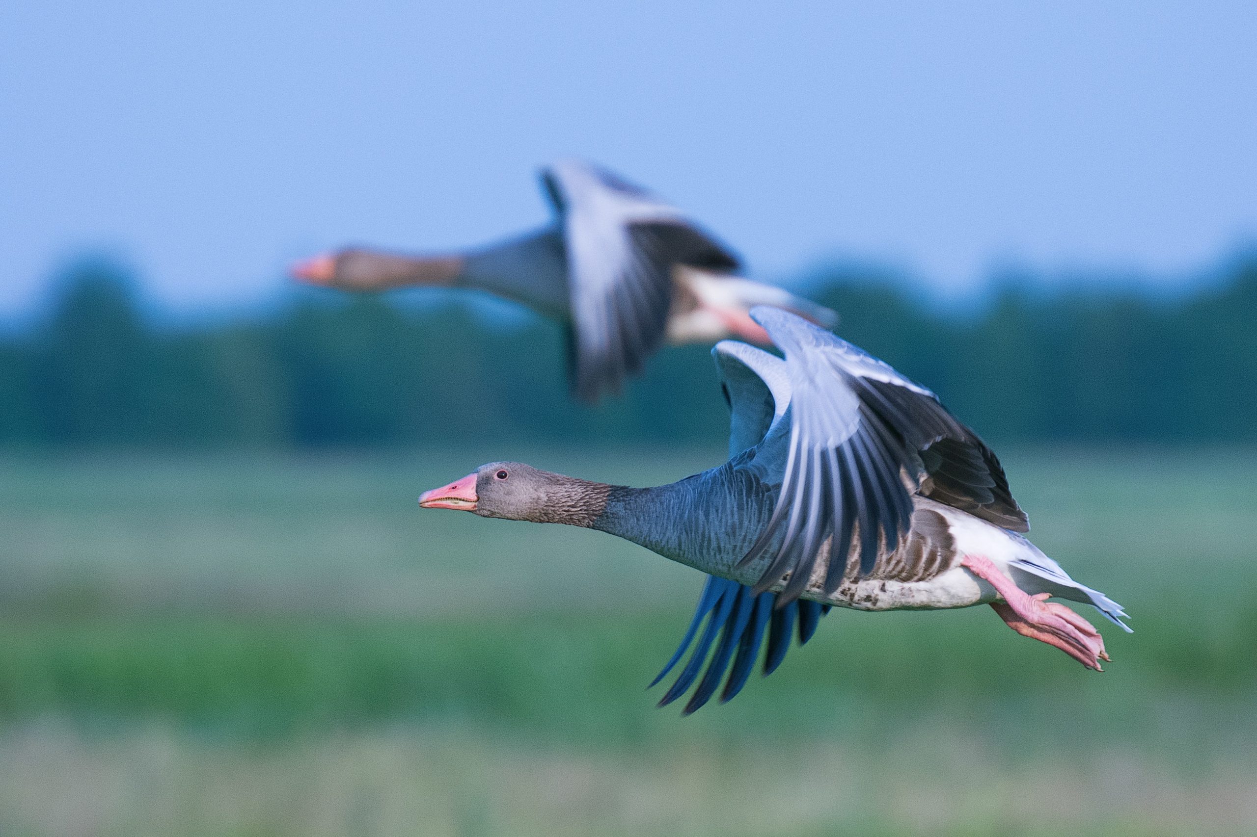 Vogelgrippe: Frankreich schreibt „Lockdown“ für Geflügel in 45 Departements vor