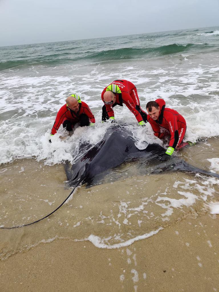 Weihnachtsgeschichte im Hérault: Ein 150 kg schwerer Rochen, der in Marseillan gestrandet war, wurde von der Feuerwehr gerettet