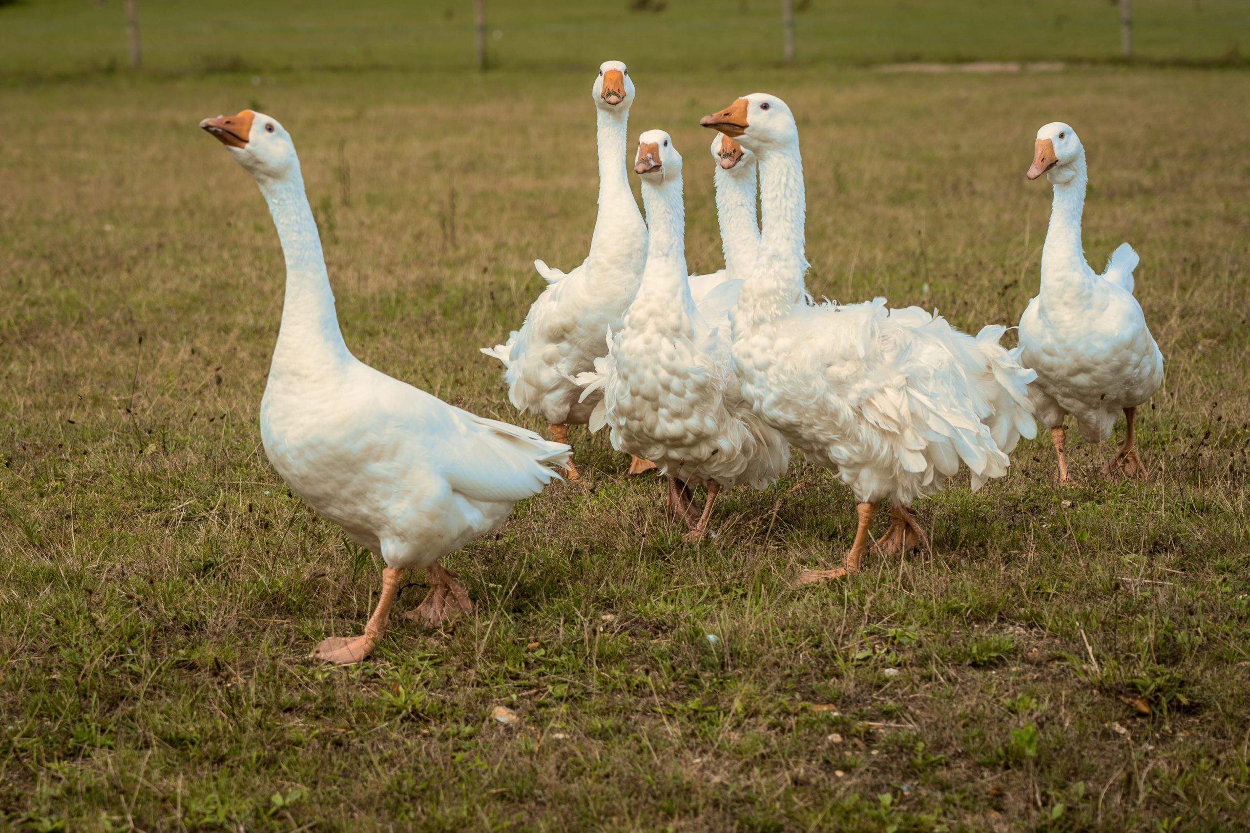 Vogelgrippe: Bereits mehr als 200.000 Enten geschlachtet und 400.000 kurz vor der Schlachtung