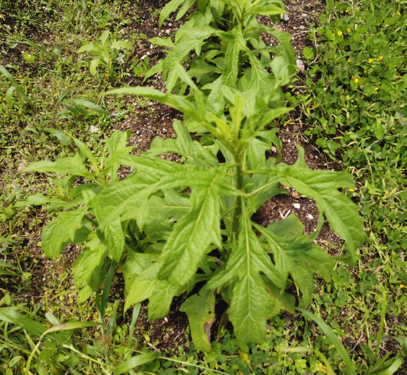 Covid-19: Westindischer Sirup Virapic als Wundermittel gegen den Virus?