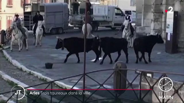 Arles: Drei Stiere entlaufen, eine Frau wird verletzt