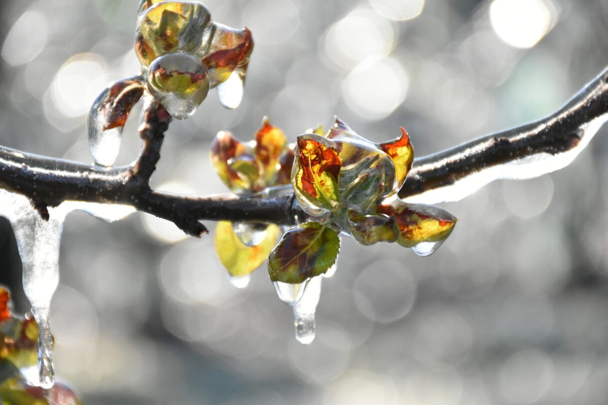 Obstbaum_Frost
