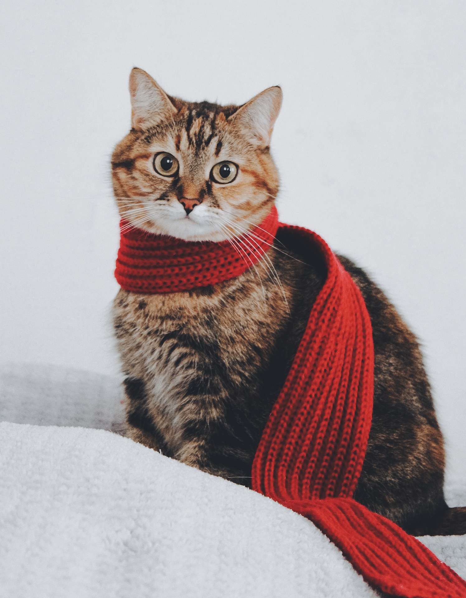 Menschen können Covid-19 auf Katzen übertragen, bestätigen Forscher
