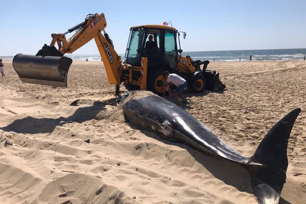 Gironde: Ein Wal strandet bei Le Porge und stirbt