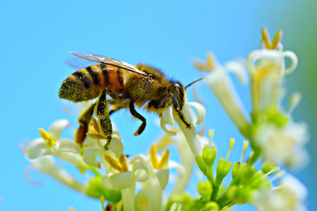 Verborgene Helden mit Flügeln – Warum der Weltbienentag uns alle angeht