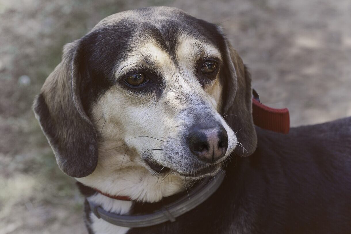 Hund_Tierschutz