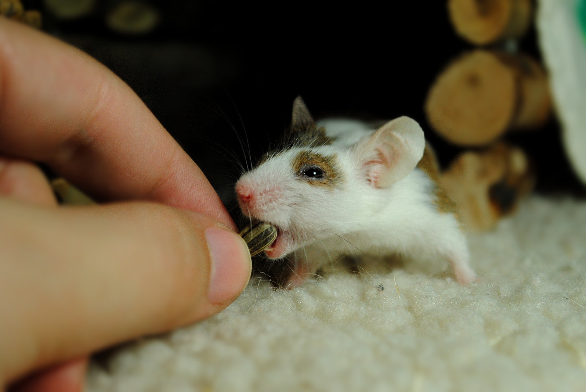 Omikron könnte durch eine Übertragung zwischen Mensch und Maus entstanden sein