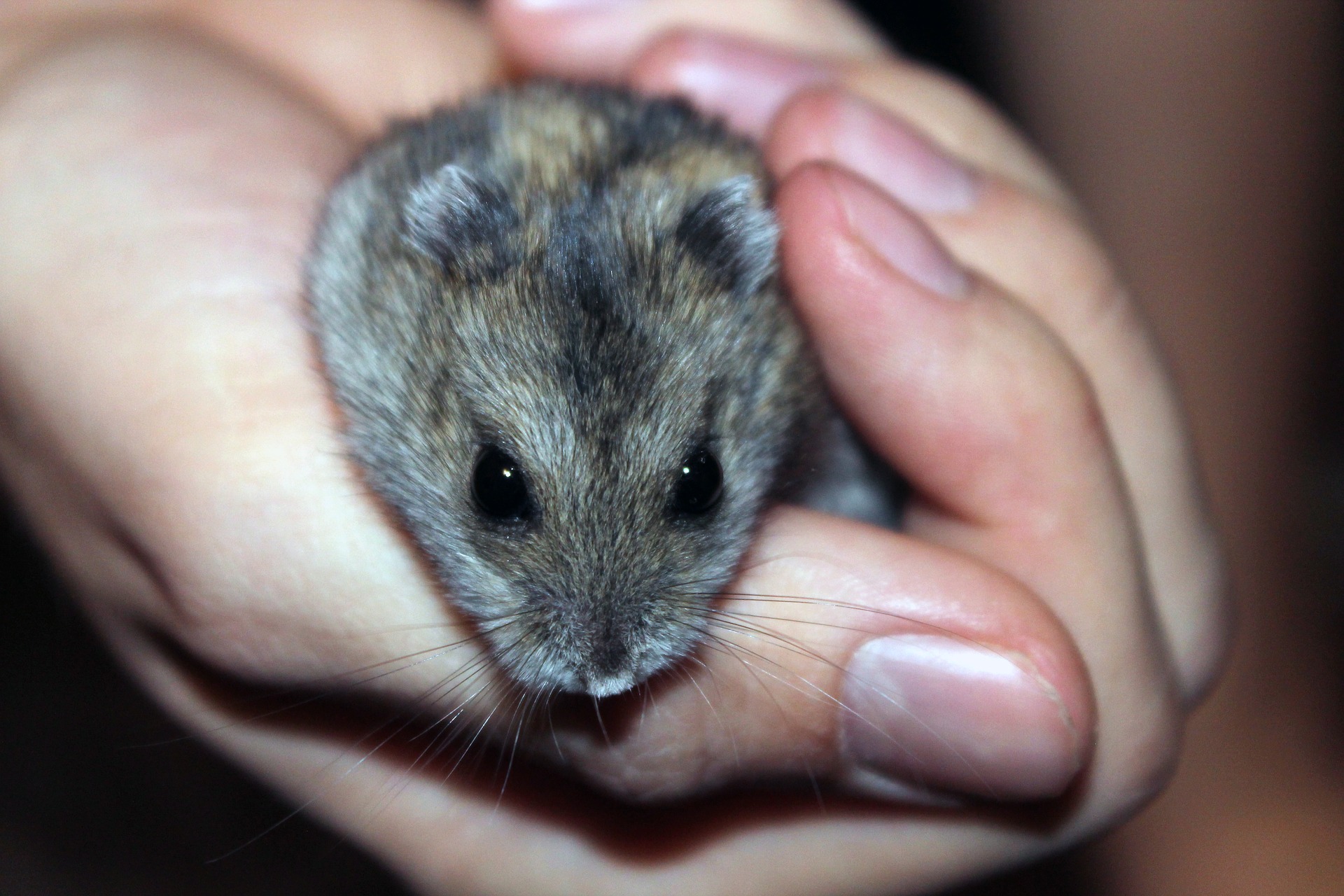 Covid-19: Hamster können laut einer Studie das Virus auf Menschen übertragen