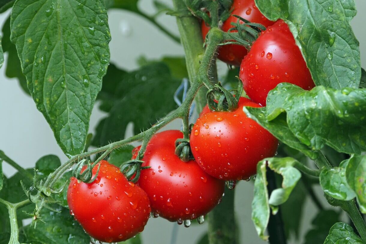 Tomaten