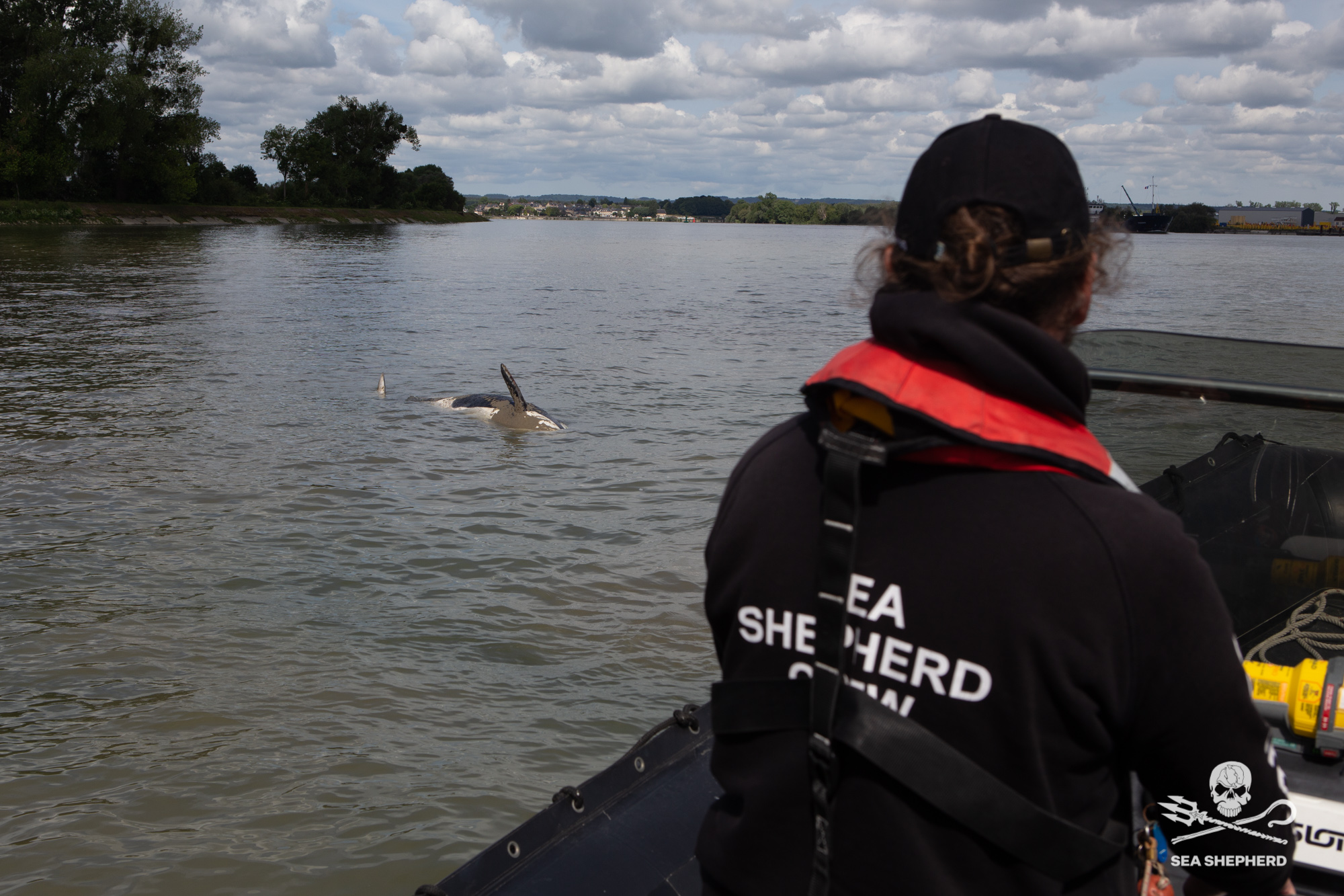 Der Orca-Wal in der Seine ist tot