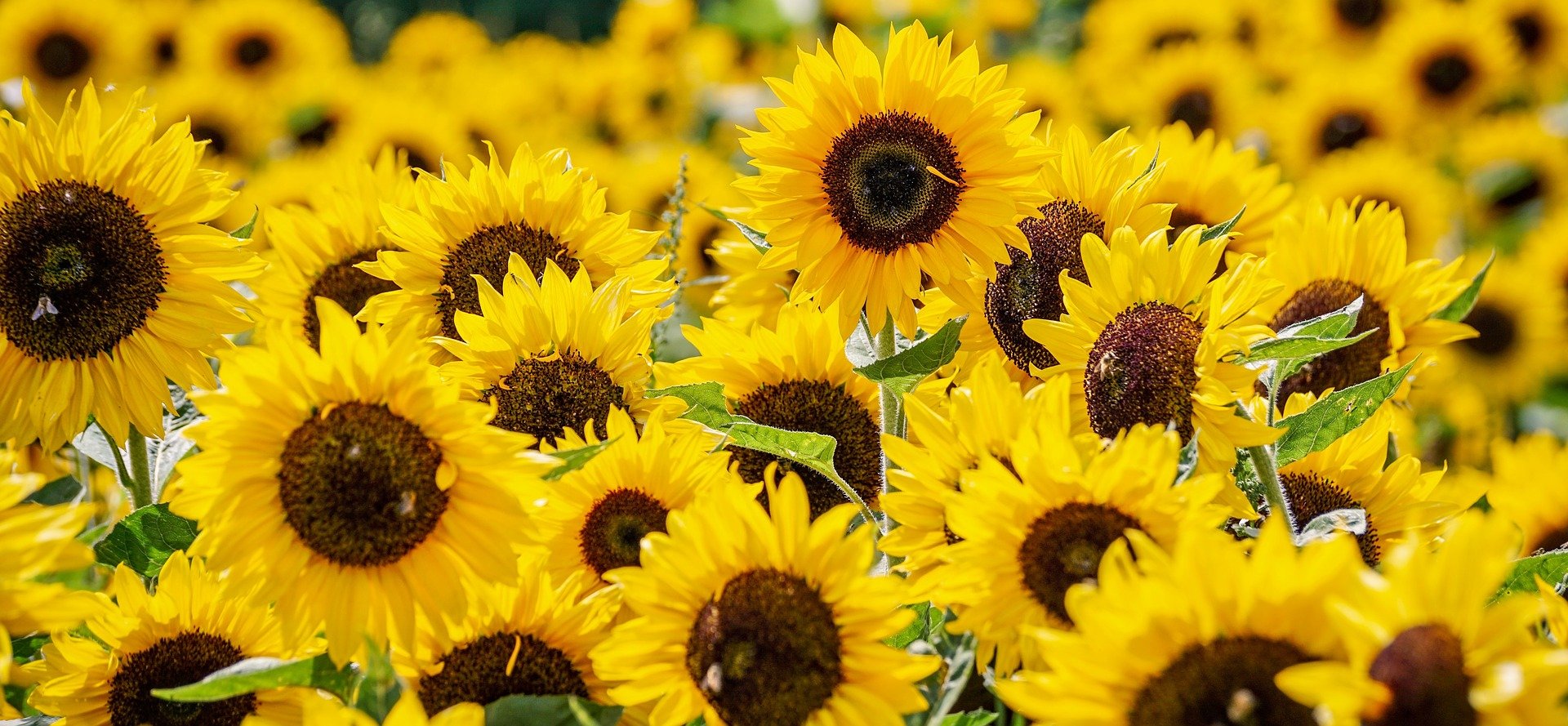 Hauts-de-France: Genossenschaft begann schon vor zwei Jahren mit Anbau von Sonnenblumen