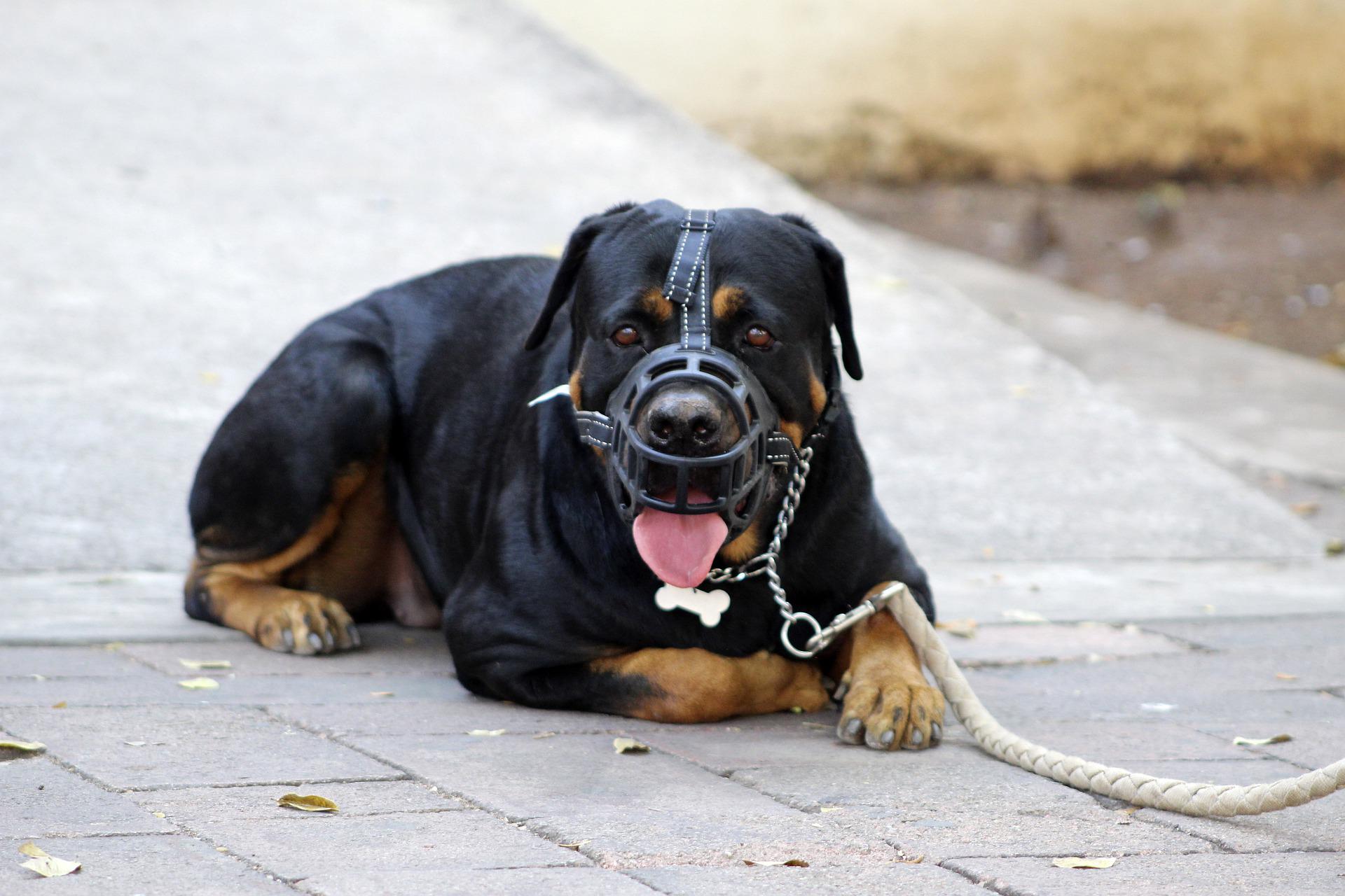 Zweijähriges Mädchen wird von einem Rottweiler angegriffen und schwer verletzt