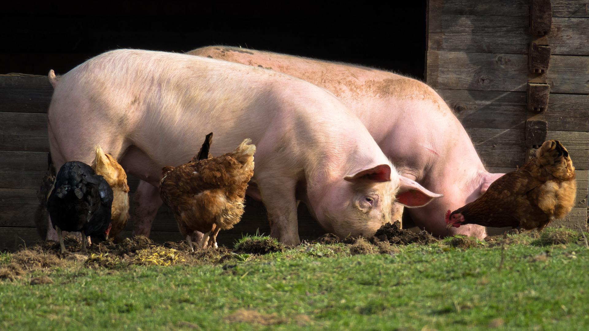 Afrikanische Schweinepest: Ausbruch in Deutschland nahe der französischen Grenze