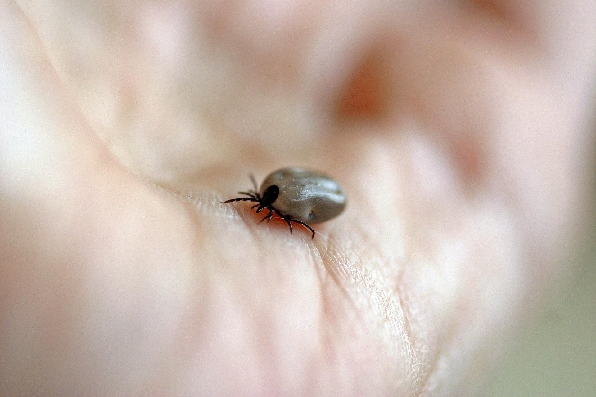 Über 14% der Weltbevölkerung hatten bereits die von Zecken übertragene Lyme-Krankheit