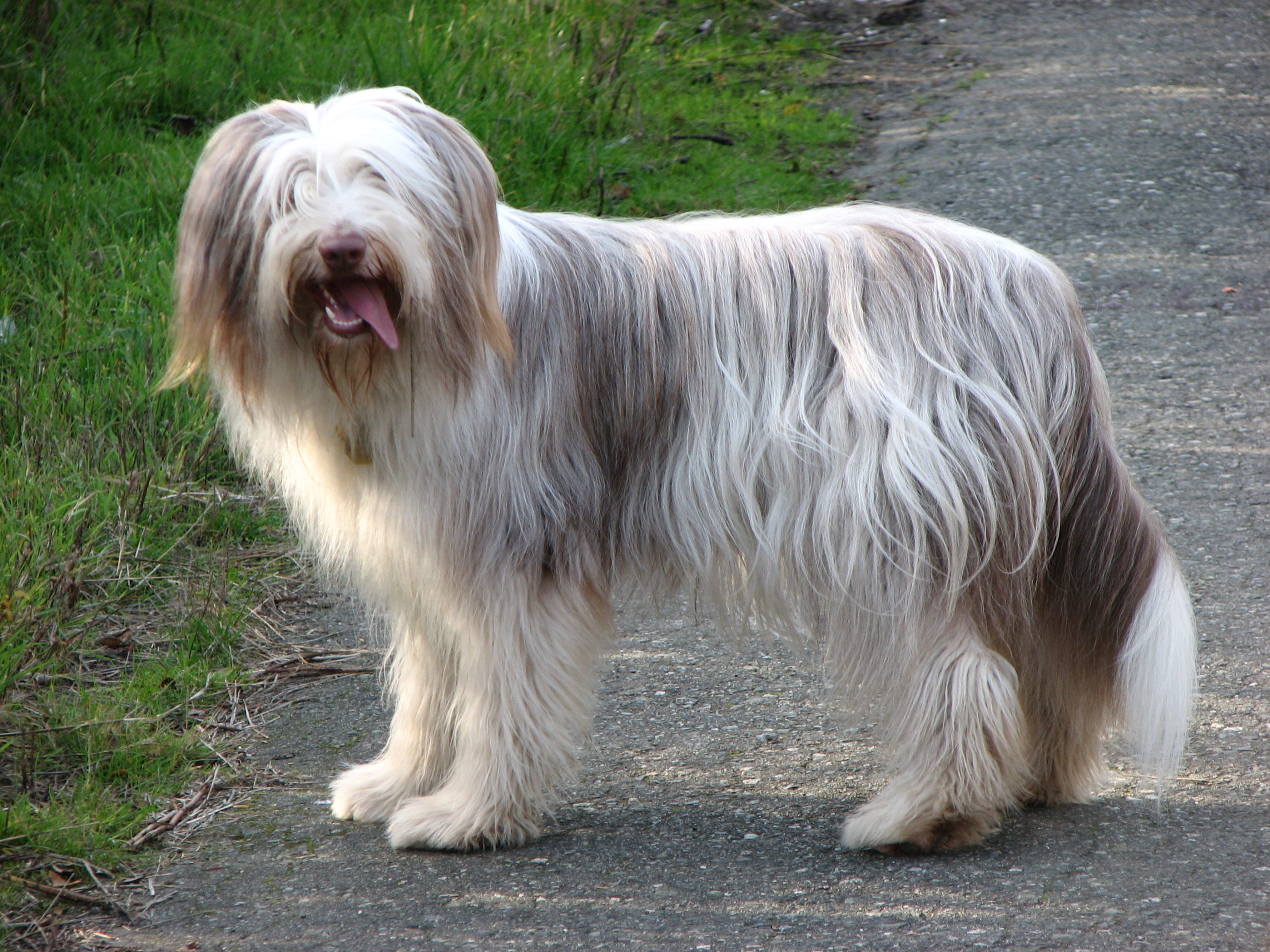 Bearded_Collie