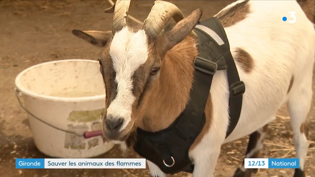 Gerettete_Tiere