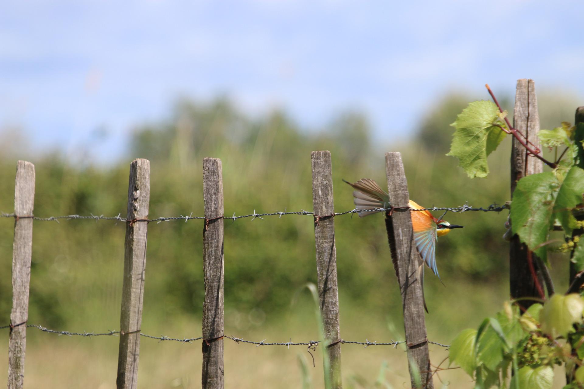 Wein_Camargue