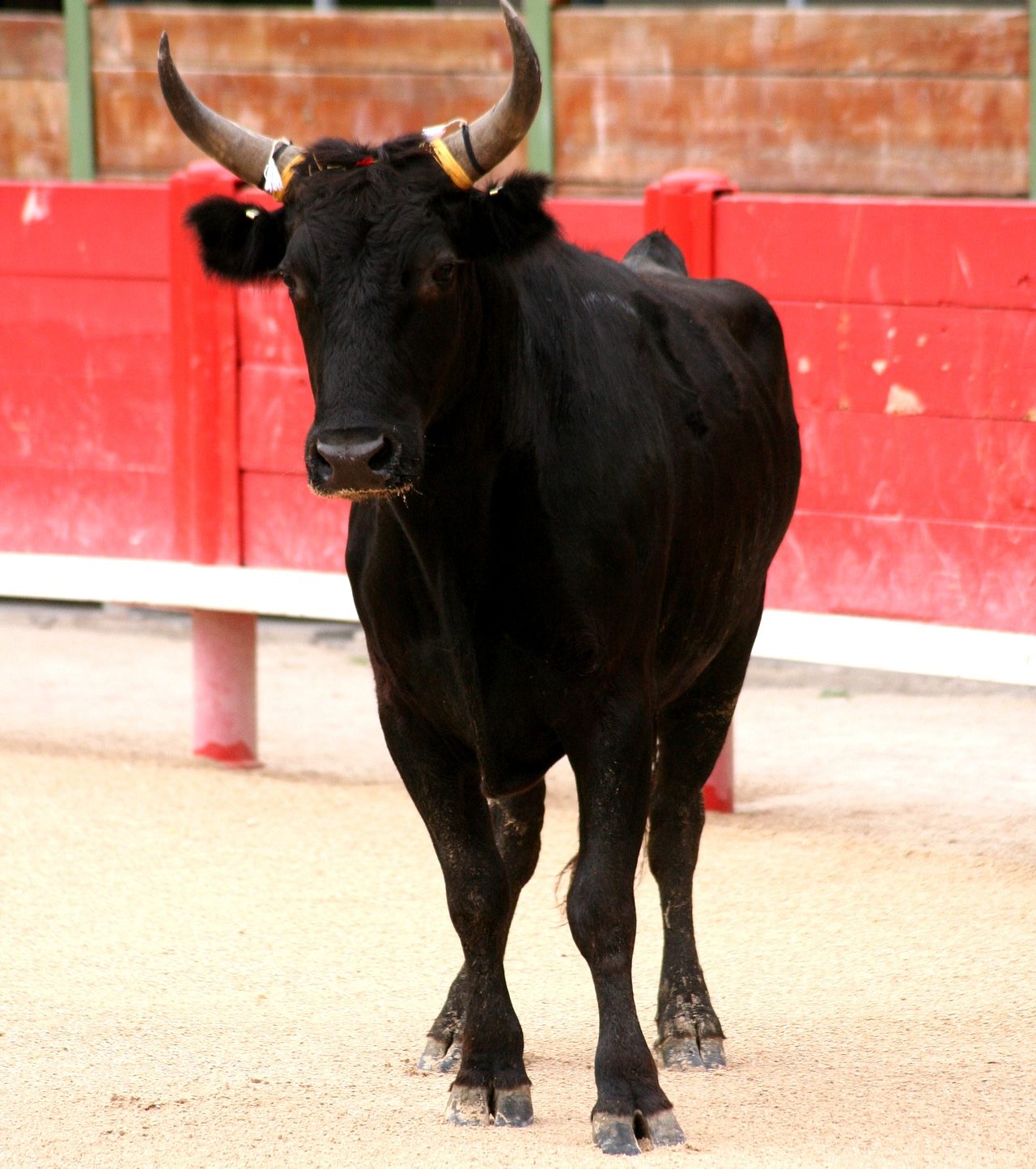 Camargue-Stier