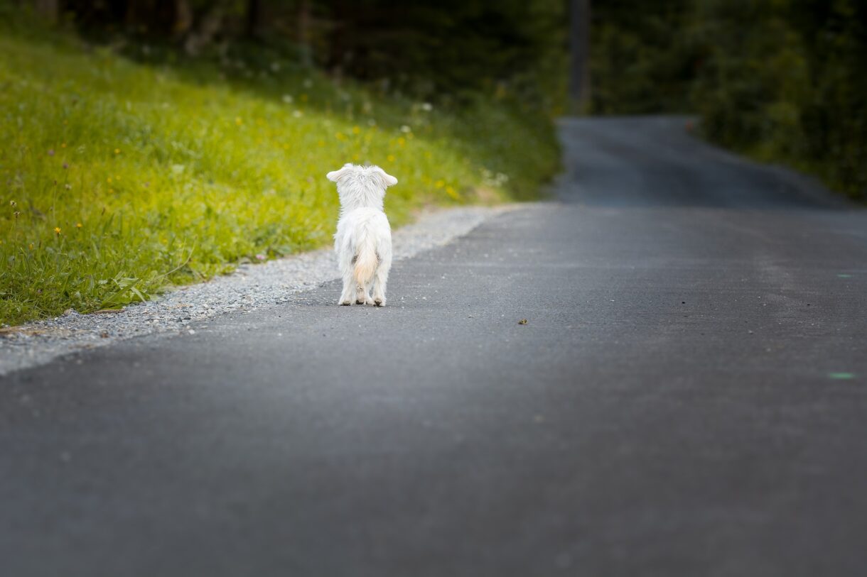Urlaub, Koffer, Hund im Straßengraben – Warum die Sommerzeit zum Alptraum für Haustiere wird