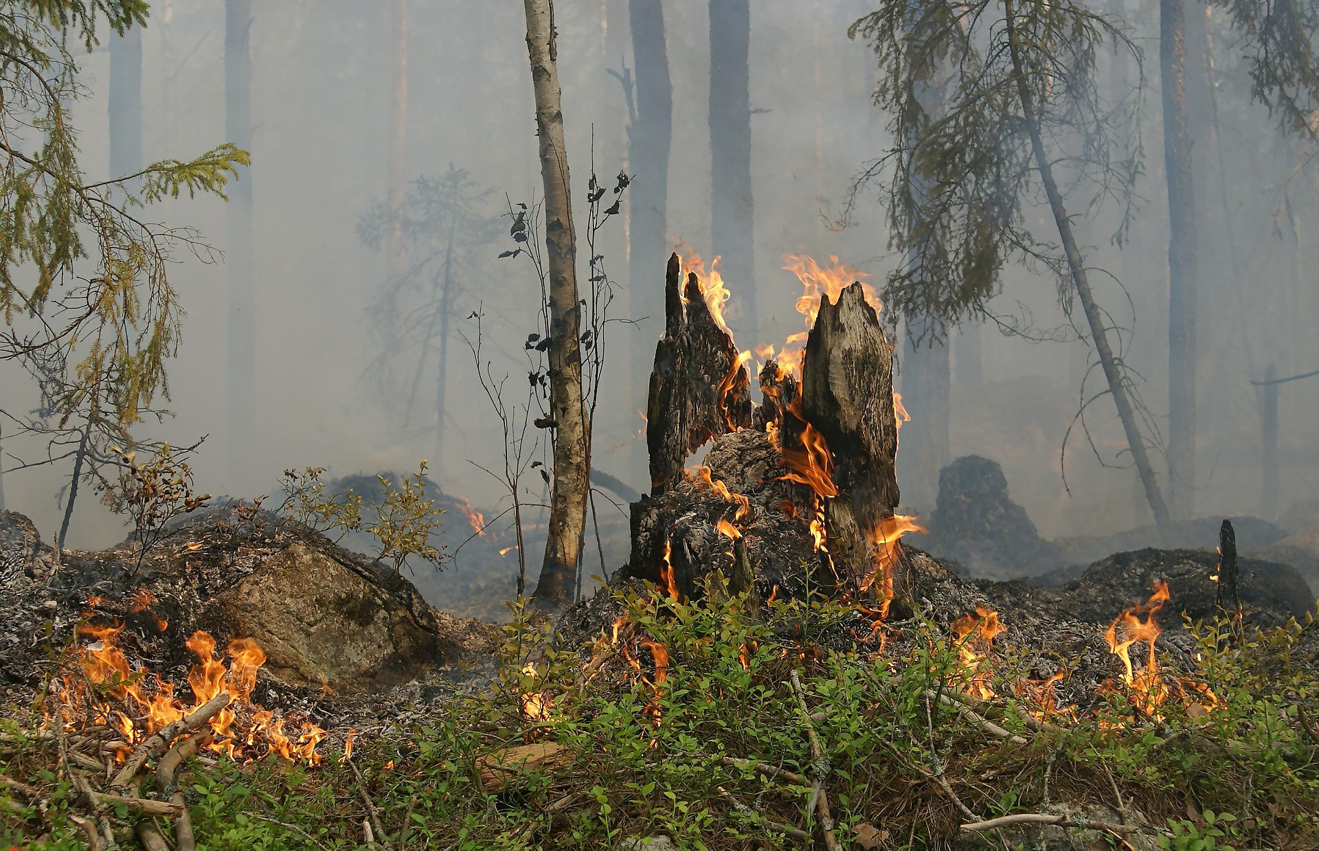 Flammenalarm in der Vendée: Rund 80 Hektar Vegetation an nur einem Tag verbrannt