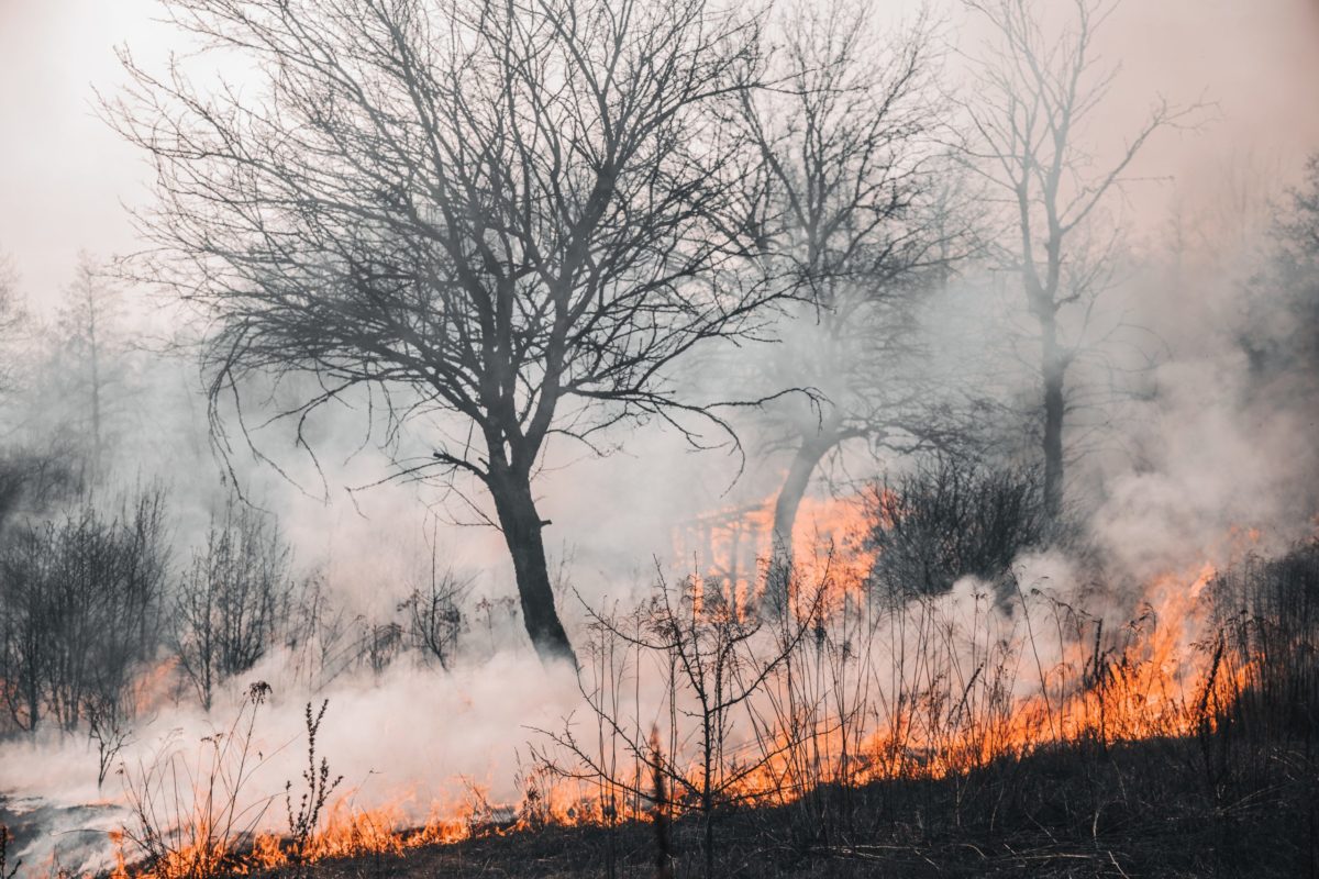 Waldbrand_Buschbrand