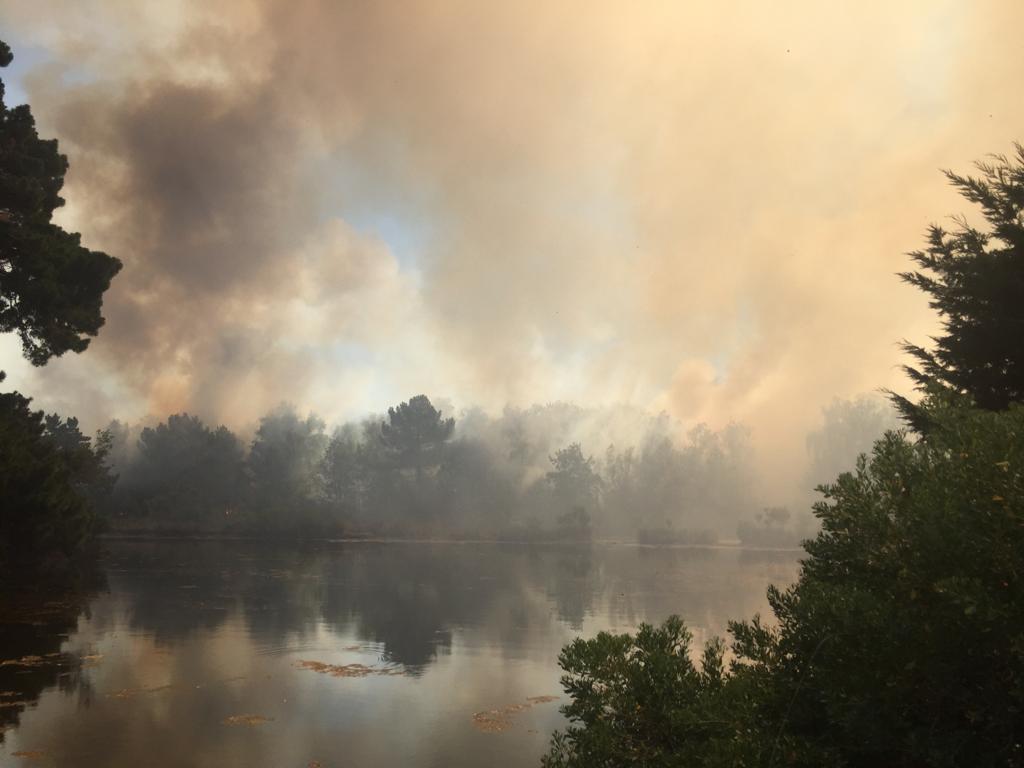 Waldbrand_Morbihan