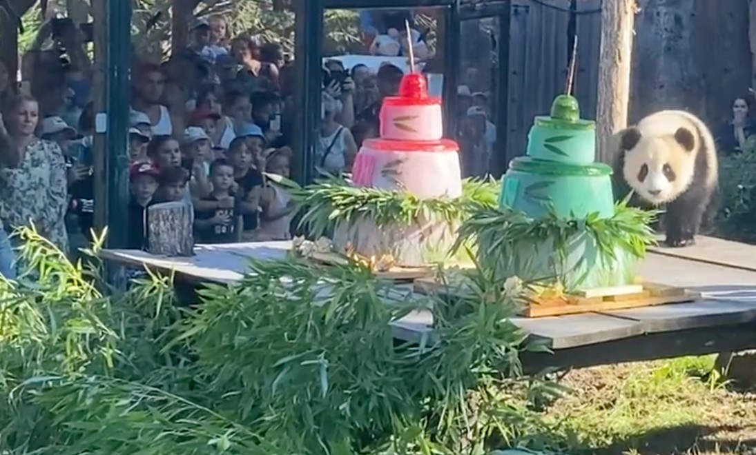 Im Zoo von Beauval feiern die Pandazwillinge Huanlili und Yuandudu ihren ersten Geburtstag