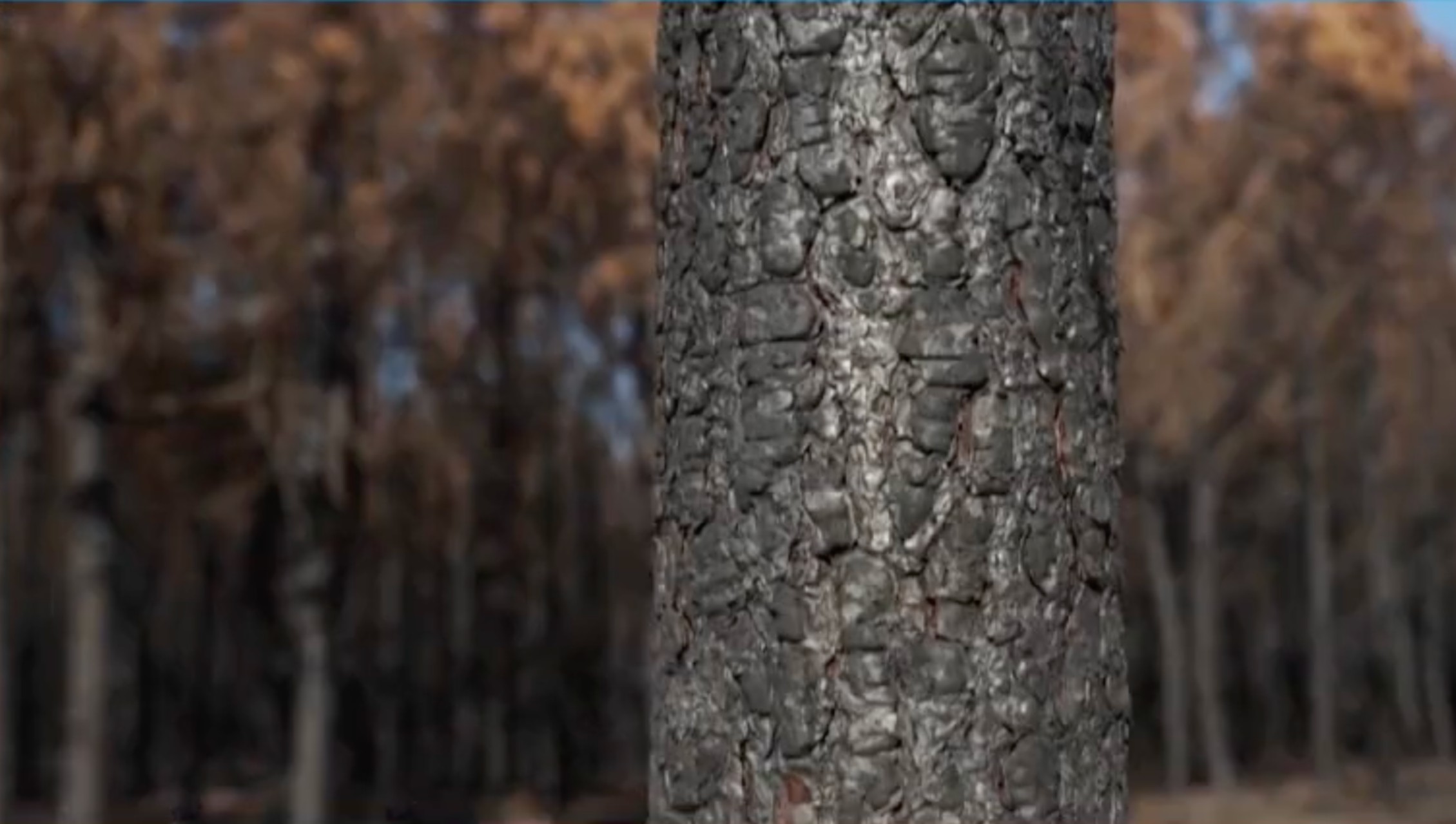 Verbrannter_Baum