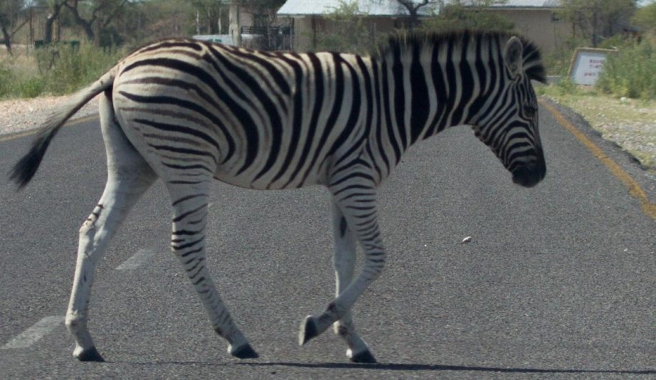Zebra