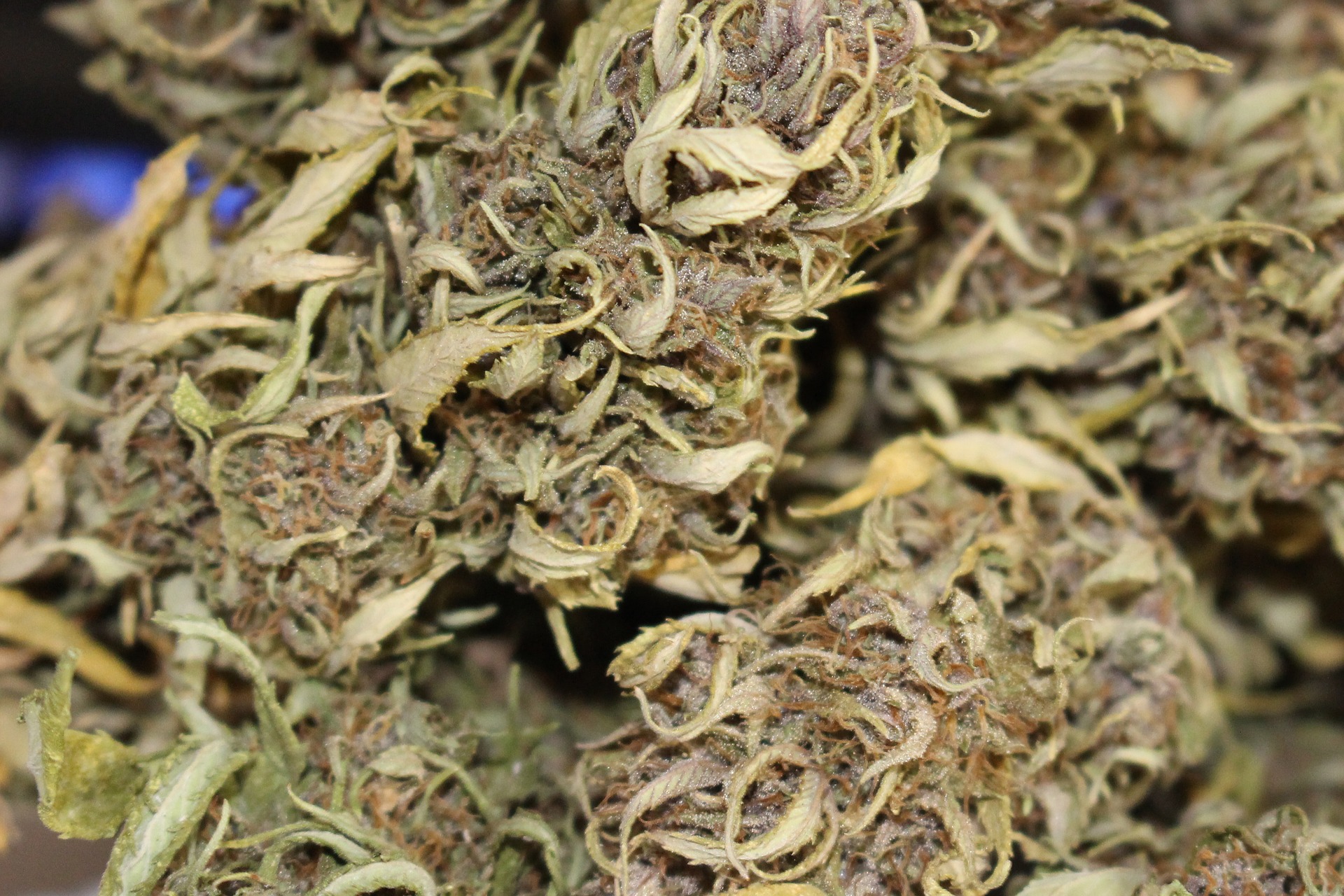 Cannabis