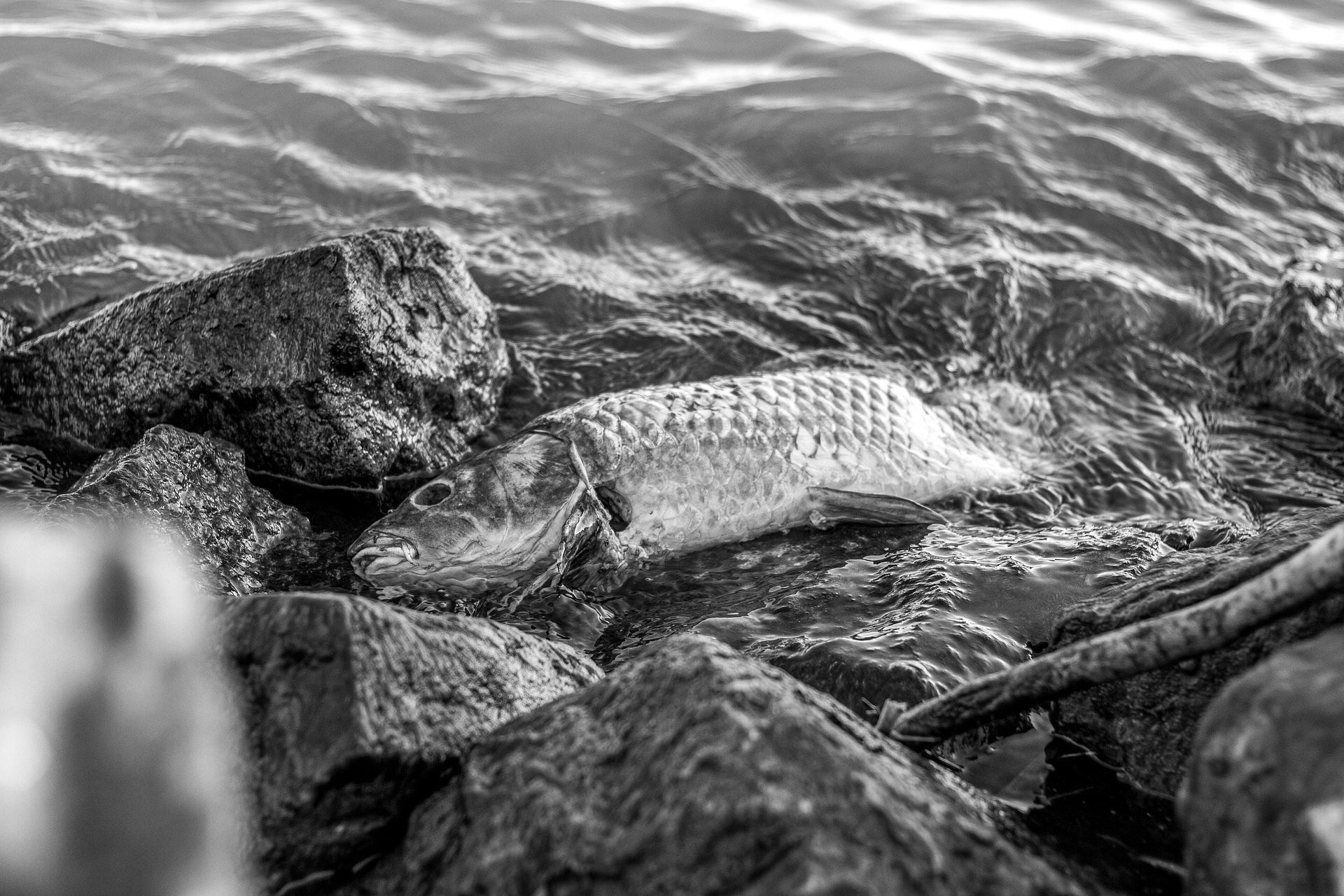 Toter_Fisch