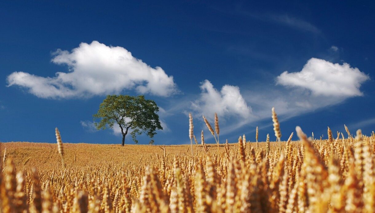 Hitze, Staub, Verzweiflung – und die Frage nach der Zukunft unserer Landwirtschaft
