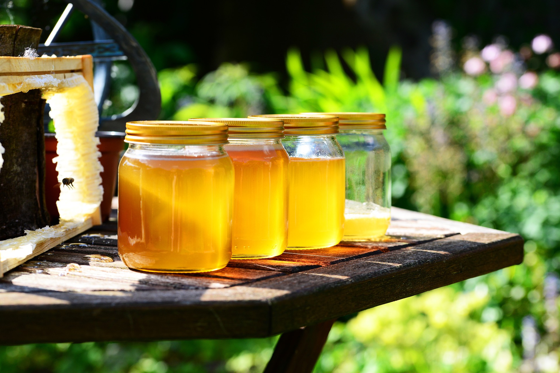 Dürre: Katastrophale  Honigernte – ganze Bienenkolonien verschwinden