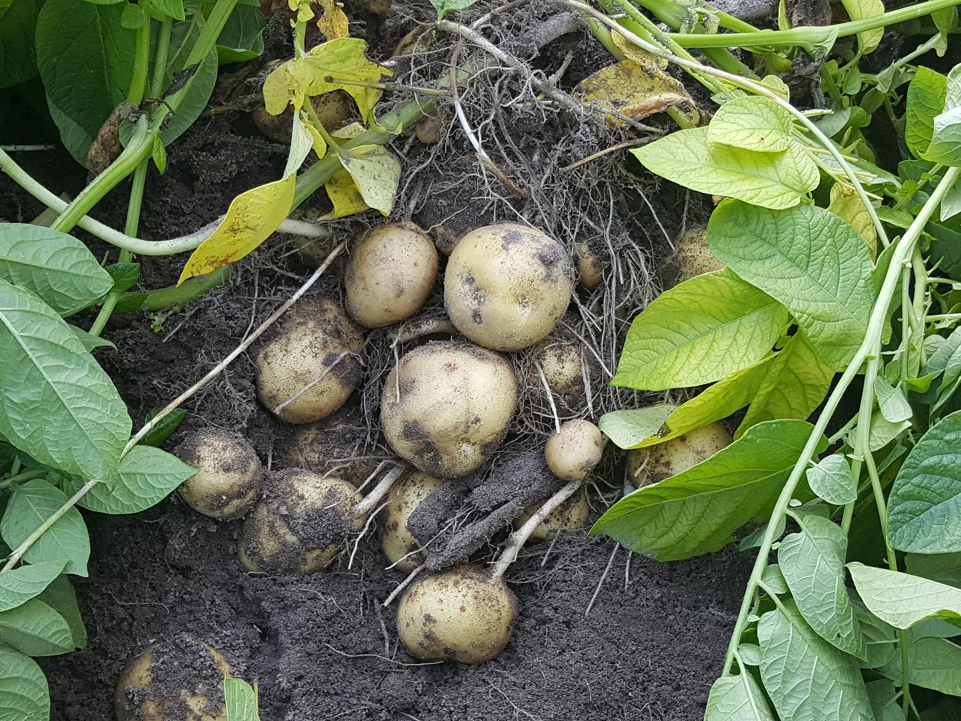 Kartoffelernte