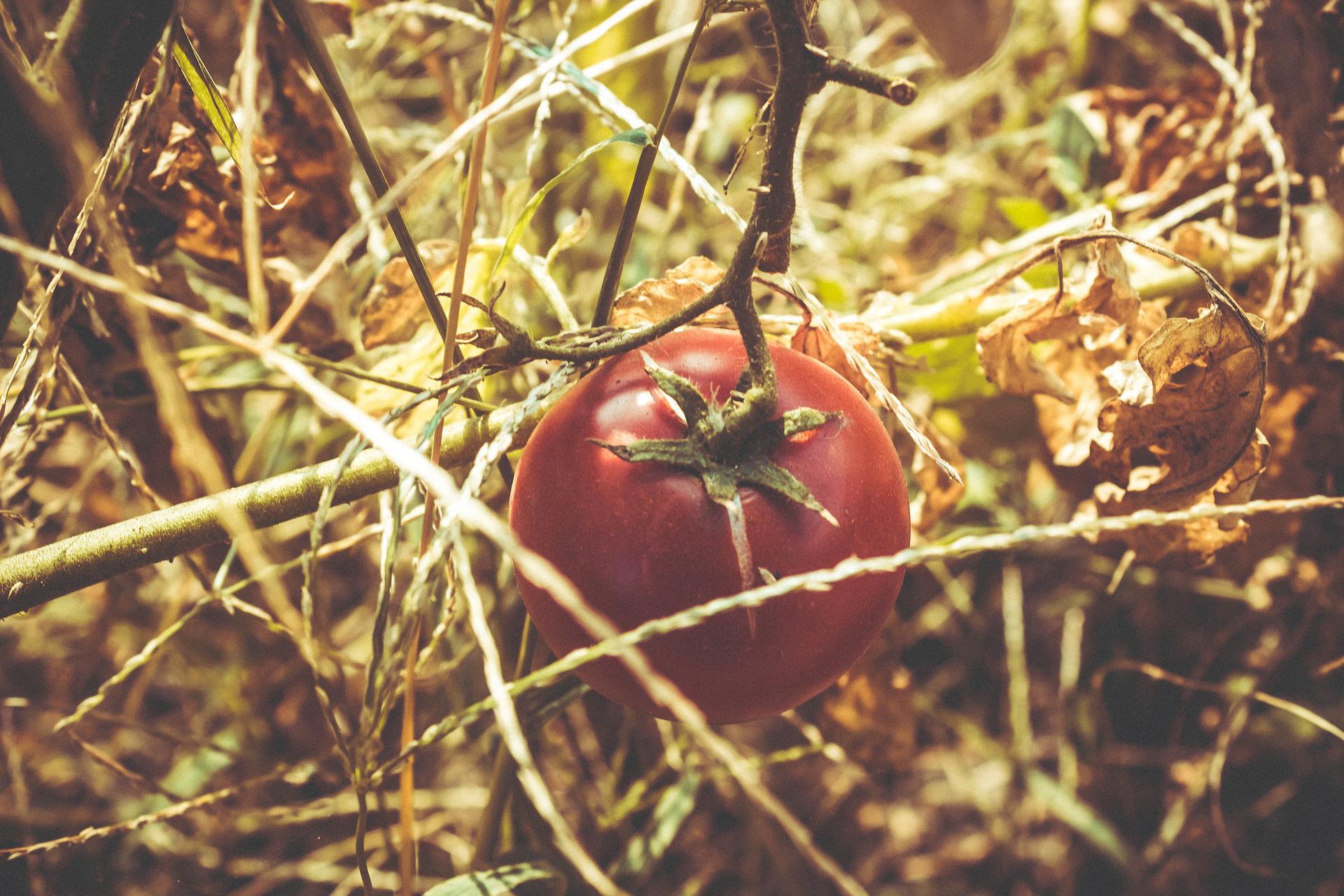 Tomaten_vertrocknen