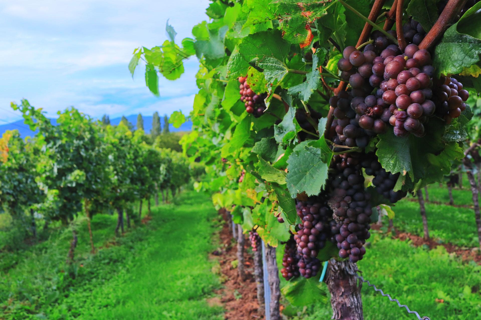 Weinlese beginnt frühzeitig im Beaujolais