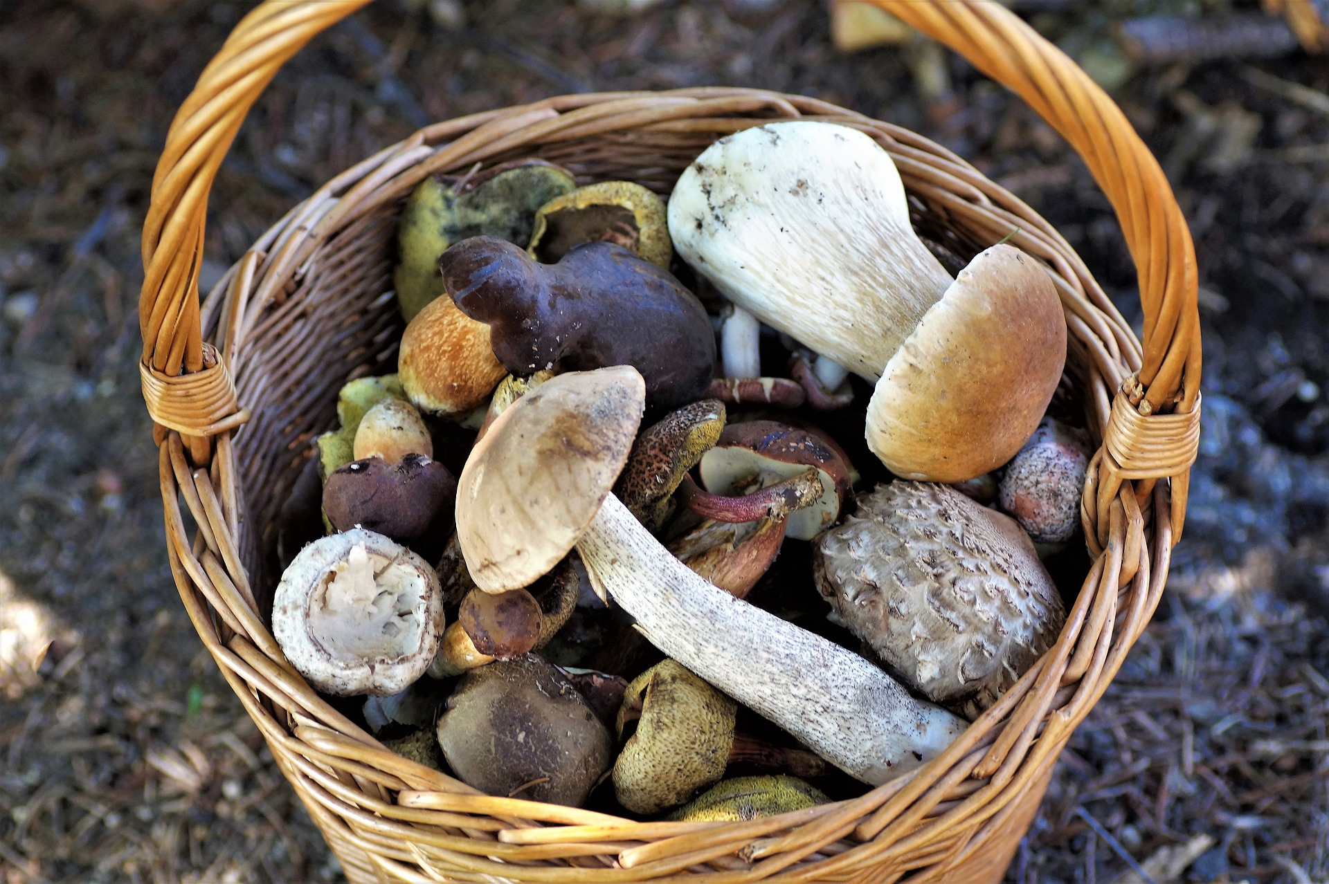 Pilze_ernten