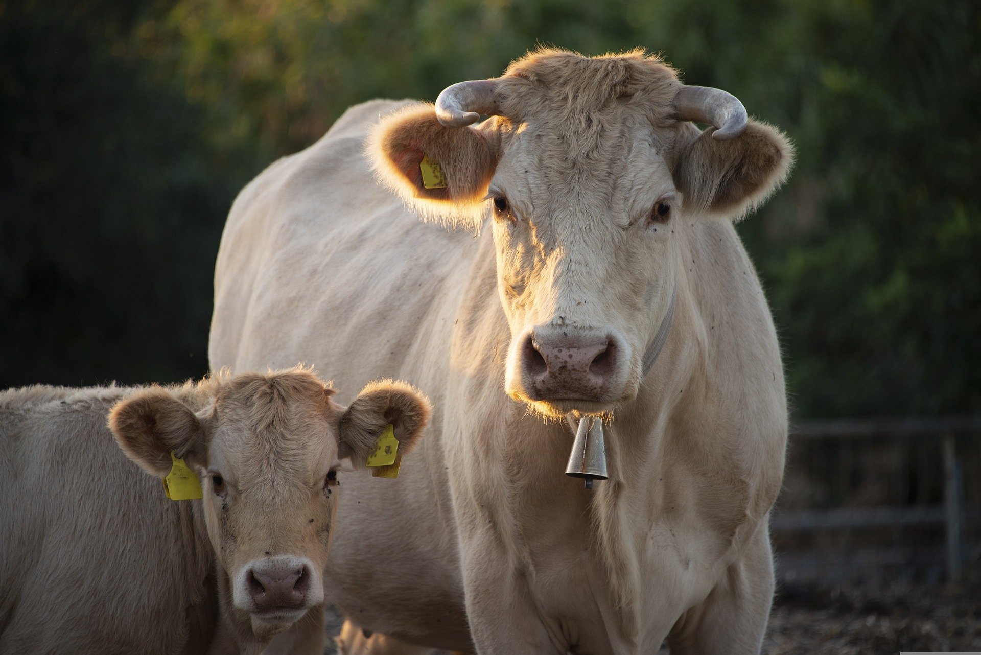 Bei der Suche nach einem entlaufenem Kalb entdecken Polizisten eine mumifizierte Leiche