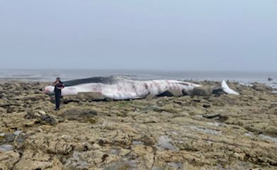 Ein 20 Meter langer Finnwal strandet auf der Île de Sein
