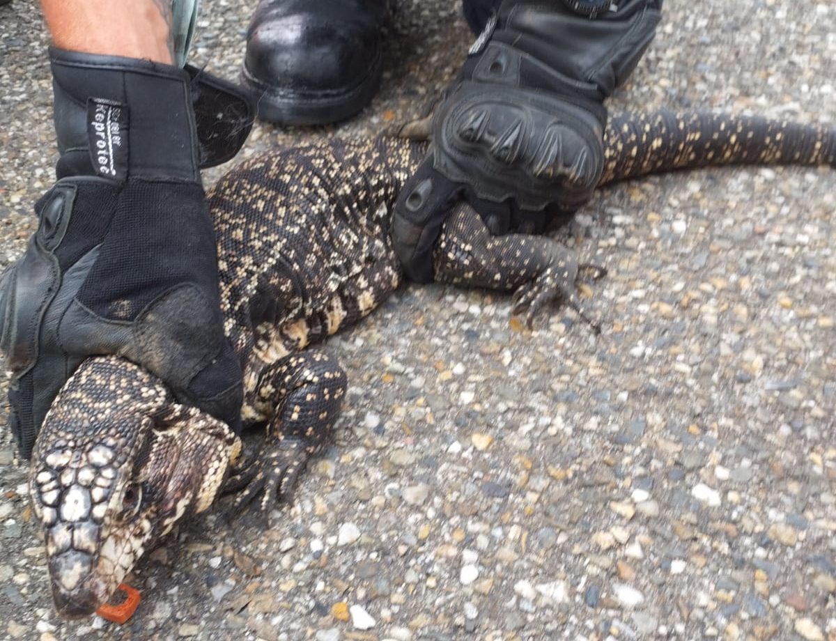 80 cm langes Reptil auf Parkplatz eines Einkaufszentrums in Agen gefangen