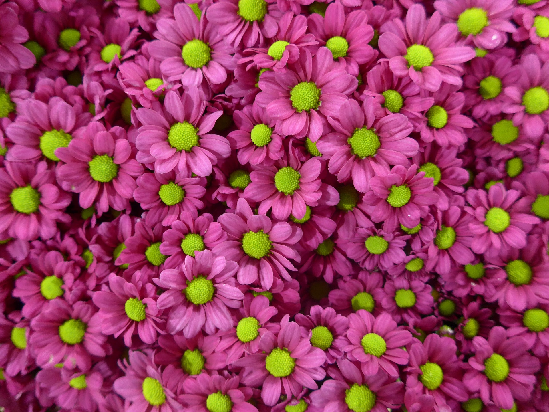 Chrysanthemen_Allerheiligen