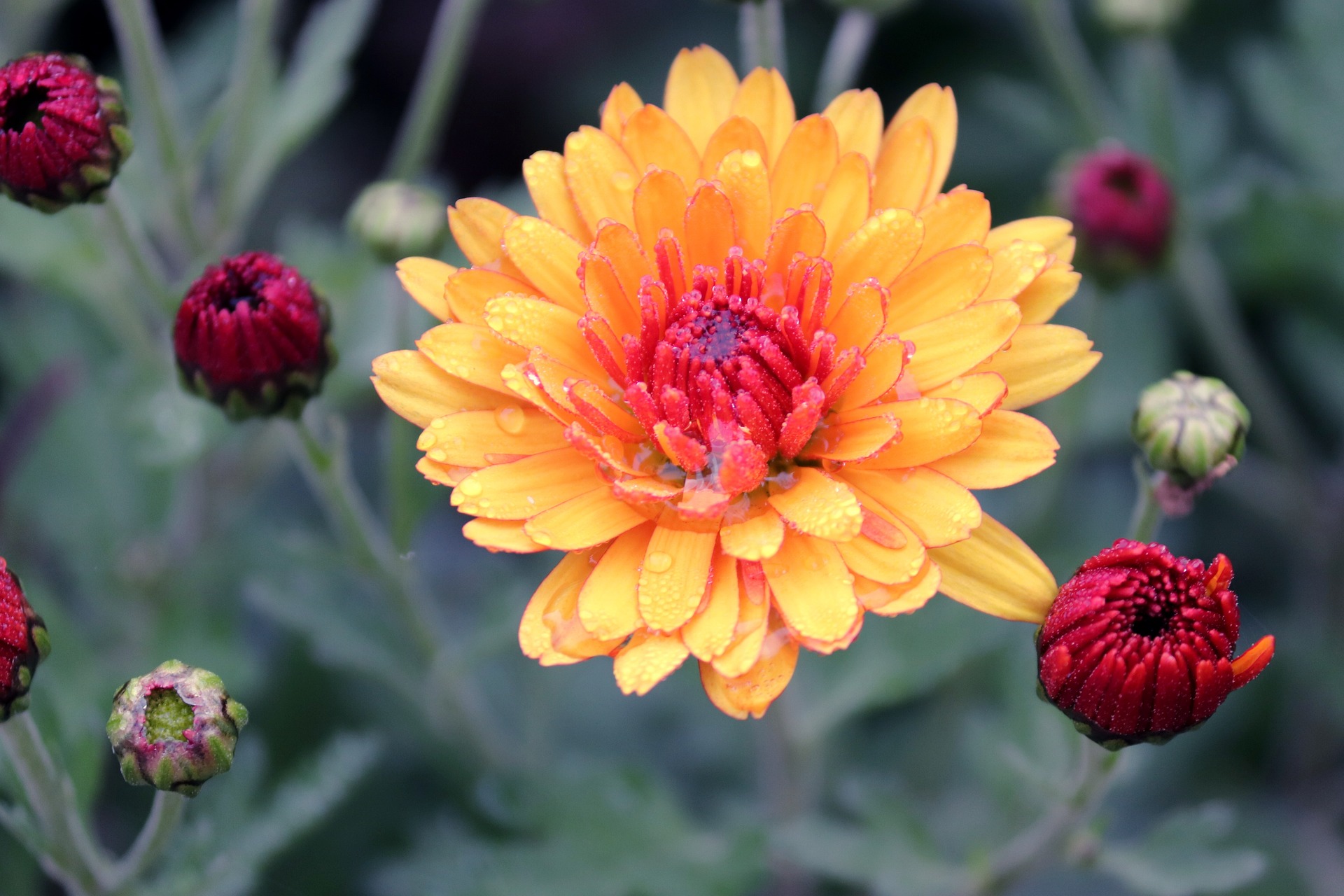 Allerheiligen: Chrysanthemen sind der Renner