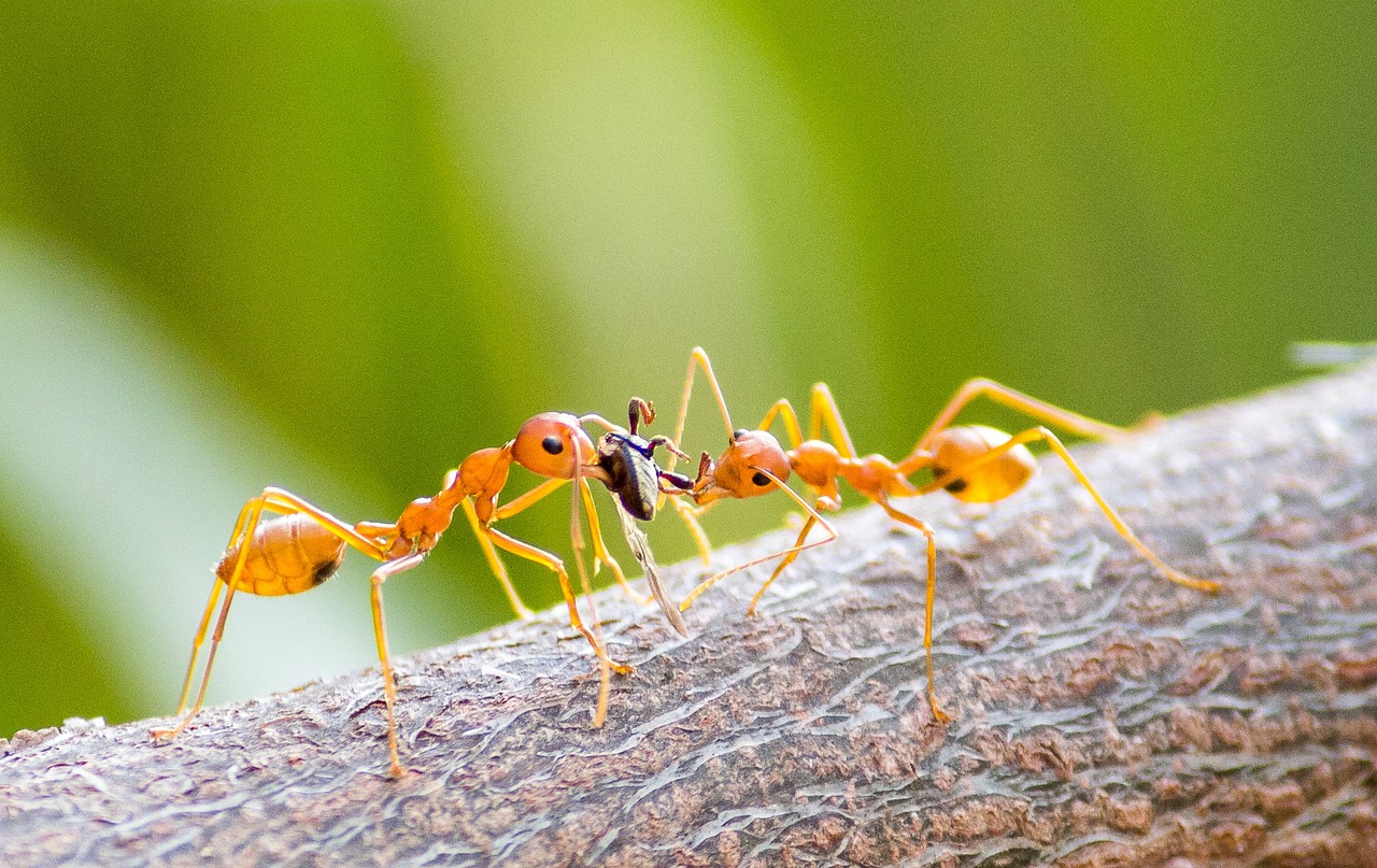 Feuerameisen: Zum ersten Mal wurden die gefährlichen Insekten auch in Frankreich entdeckt