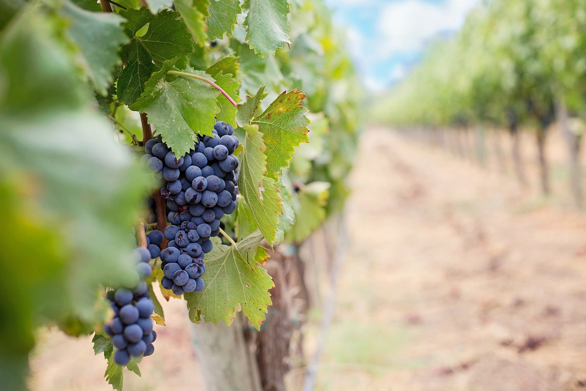 Makaber: In den Weinbergen bei Cannet-des-Maures wurde ein Sarg gefunden