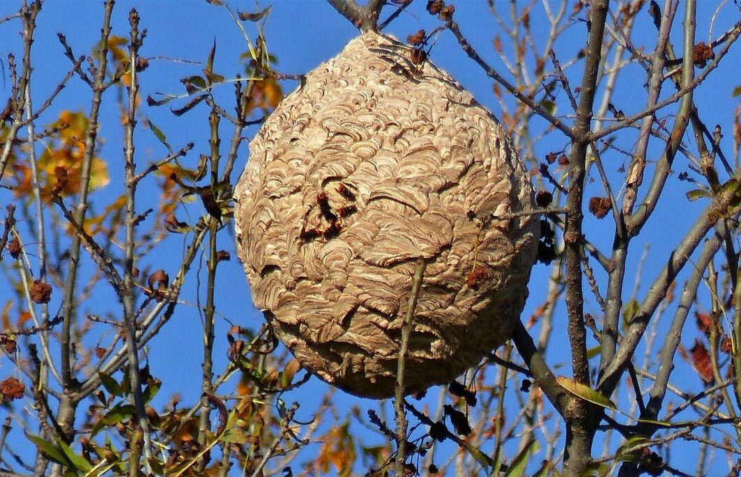 Tödliche Begegnung im Garten: Wie ein ruhiger Nachmittag in einer Katastrophe endete