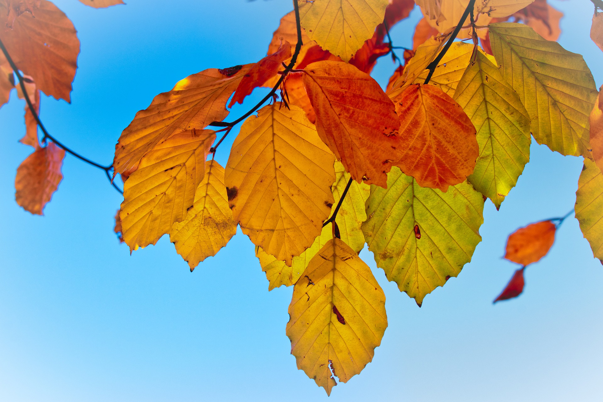 Goldener_Oktober