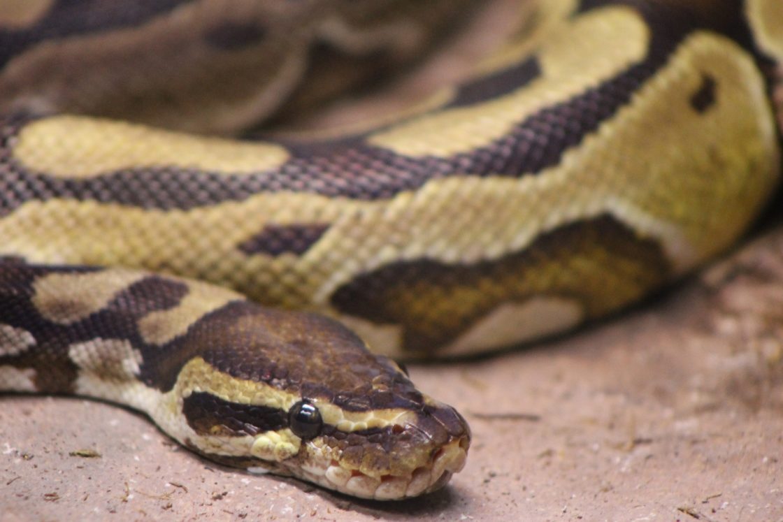 Indonesien: Frau tot im Magen einer sieben Meter langen Python gefunden