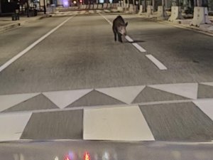 Polizisten sehen sich in der Innenstadt von Castres plötzlich einem Wildschwein gegenüber